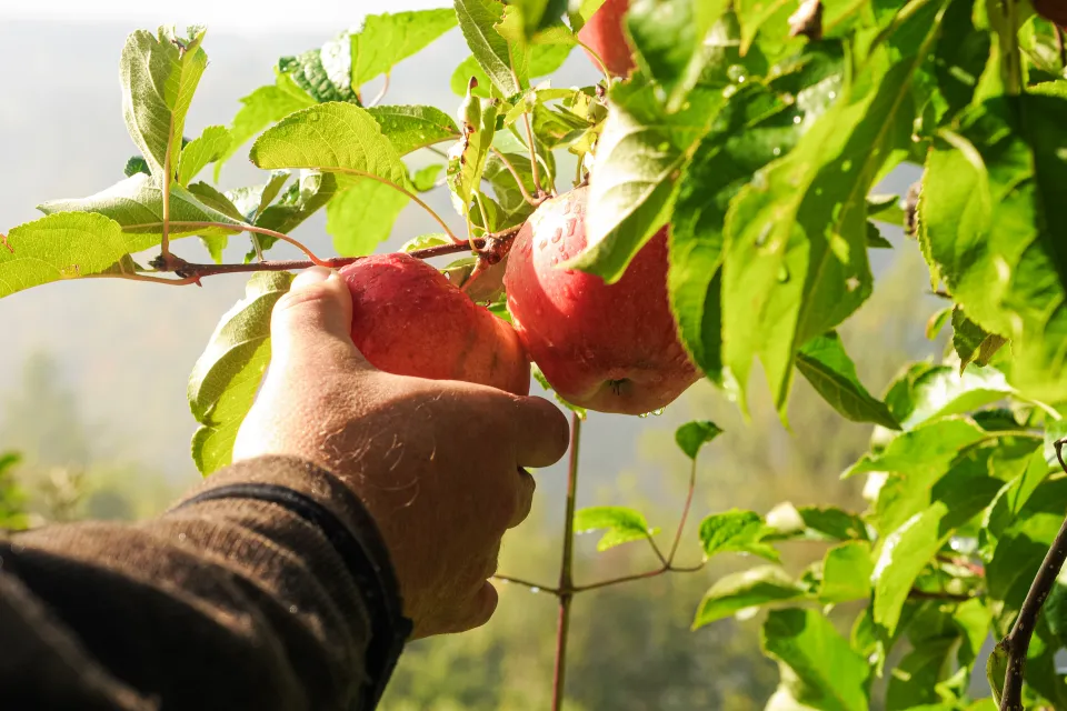 Finance in Motion - Apples