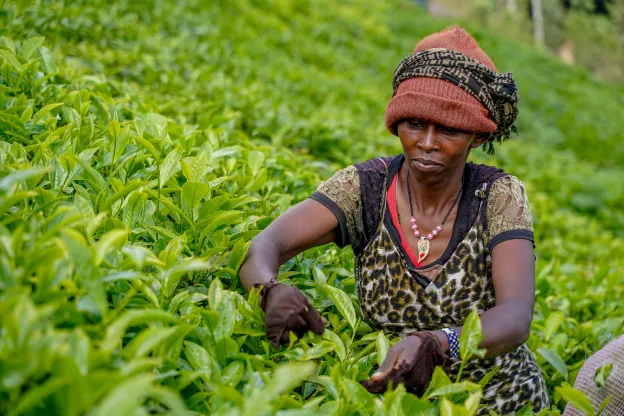 Kenya- Eco fund